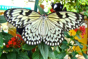July Field Trip - Butterfly World @ Butterfly World
