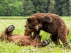 Grizzly bears (Ursus arctos horribilis) flight and playing, Khutzeymateen Grizzly Bear Sanctuary, Northern BC, Canada